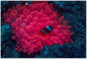 Poszterek 120x80 Vad természet a tengerben