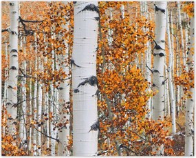 Poszterek 50x40 Őszi táj Nyírfa