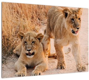 Kép - Kölyök oroszlánok (70x50 cm)