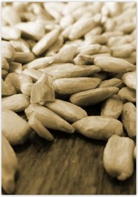 Poszterek 70x100 Hántolt napraforgó