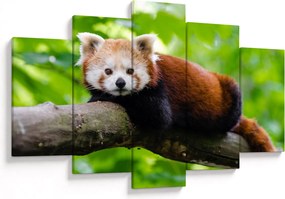 A vörös panda képe (150x105 cm)