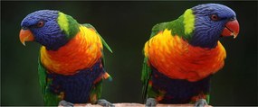 Papagájok képe (120x50 cm)