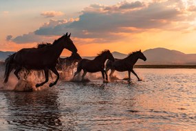 Művészeti fotózás WATER HORSES, BARKAN TEKDOGAN, (40 x 26.7 cm)