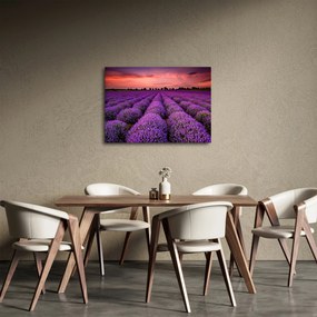 Kép - Levendula mező (70x50 cm)