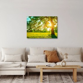 Kép - Sunny Forest (70x50 cm)