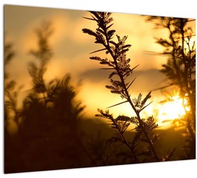 Kép - A nap lenyugszik a fák mögött (üvegen) (70x50 cm)