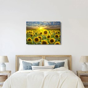 Kép - Napraforgók naplementében (90x60 cm)