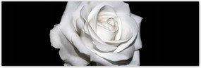 Poszterek 200x66 Rózsa Virág Virágok Rózsa