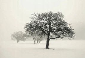 Fotótapéta Flizelin Dekoratív az irodába Téli fák 152x104 Ragasztó