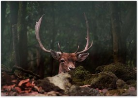 Poszterek 100x70 Szarvas felszarvazott
