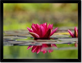 Poszterek keretben 40x30 Vízi liliom