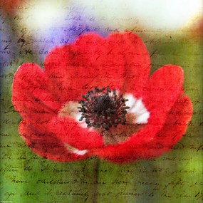 Poszter 30x30cm Színes anemon virágok a kertben, Assaf Frank