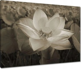 Vászonkép 80x60 Lótuszvirág