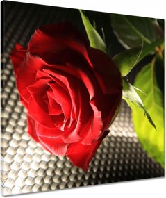 Vászonkép 50x50 Ízléses rózsa ajándékba