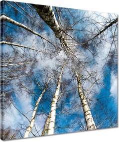 Vászonkép 40x40 Nyírfa