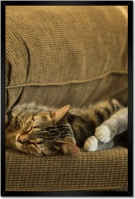 Poszterek keretben 40x60 Cica Cicák