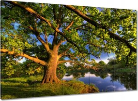 Vászonkép 100x70 Tölgy a croissant-ban Nyugat