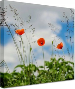 Vászonkép 60x60 Vörös mezei pipacs