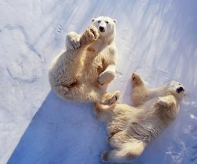 Művészeti fotózás Polar bears  lying on backs,, George Lepp, (40 x 35 cm)