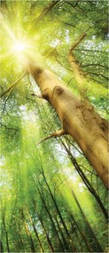 Flizelin fotótapéta Napsütötte erdő fák sugarak 91x211 +ragasztó