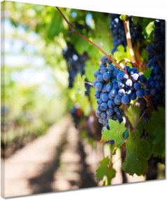 Vászonkép 40x40 Szőlőültetvény napsütésben