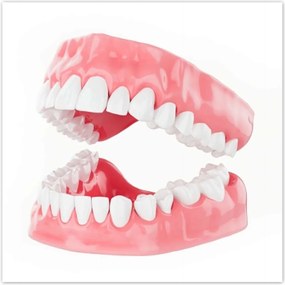 Poszterek 100x100 Állkapocs a dolgozószobába Fogak