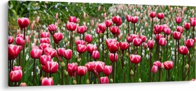 Tulipán képe (120x50 cm)