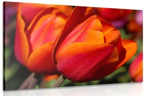 Kép csodálatos tulipánok réten