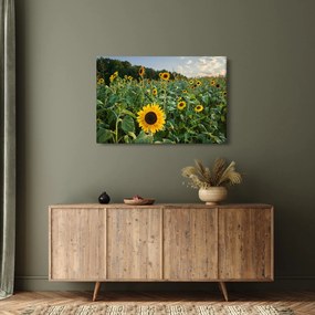 Kép - Napraforgómező II. (90x60 cm)