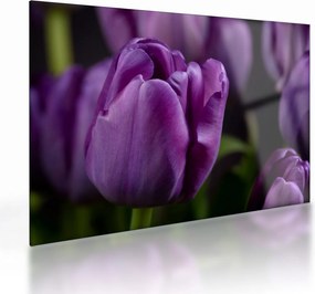 Tulipán vírág képe (üvegen) (70x50 cm)