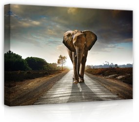 Elefánt, vászonkép, 70x50 cm méretben