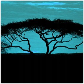 Poszterek 70x70 Akác a szavannán