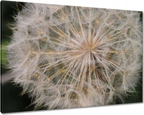 Vászonkép 100x70 Pitypang Virág Virágok