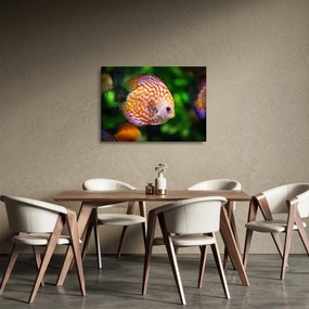 Egy hal képe (üvegen) (70x50 cm)
