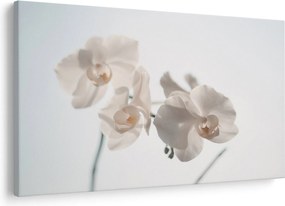 Fehér orchidea képe (90x60 cm)