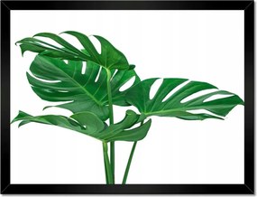 Poszter keretben 40x30 Monstera lyukas levelek