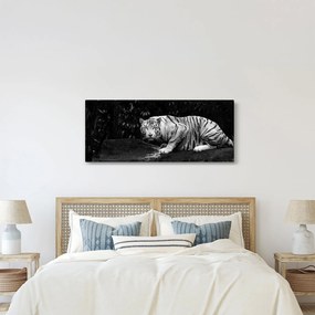 Kép - albínó tigris, fekete-fehér (120x50 cm)