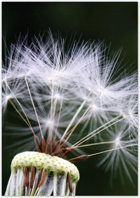 Poszterek 70x100 Pitypang Virág Virágok