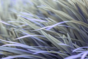 Poszter 91,5x61cm Fű, Assaf Frank