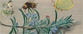 Kép - Jan van Kessel the Elder, Insects and a Sprig of Rosemary, reprodukciók (120x50 cm)