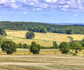 Poszter 60x50cm SzĂ©nalĂĄb a mezĆkön, Assaf Frank