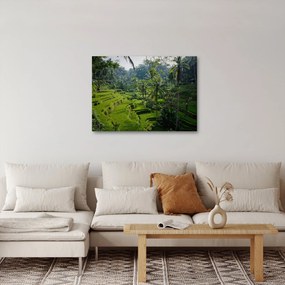 Kép a rizs teraszokról, Tegalalang, Bal (70x50 cm)