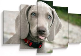 Kép - weimaraner kölyökkutya (150x105 cm)