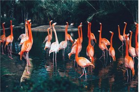 Flamingók csordája (90x60 cm)