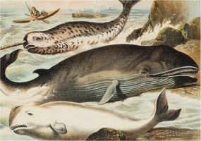 Fali fotótapéta Flizelin a szobába Tengeri óriások 312x219 Ragasztó