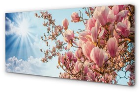 Canvas képek Magnolia ég nap 125x50 cm