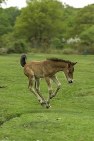 Poszter 20x30cm Csikó fut a mezőn, Assaf Frank