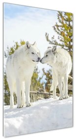 Akrilkép Két fehér farkas oav-121943194