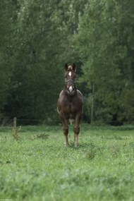 Poszter 20x30cm Ló áll a mezőn, Assaf Frank