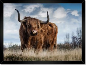 Poszter keretben 40x30 Skót tehén felvidéki szarv